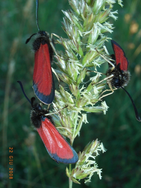 da determinare - Zygaena rubicundus